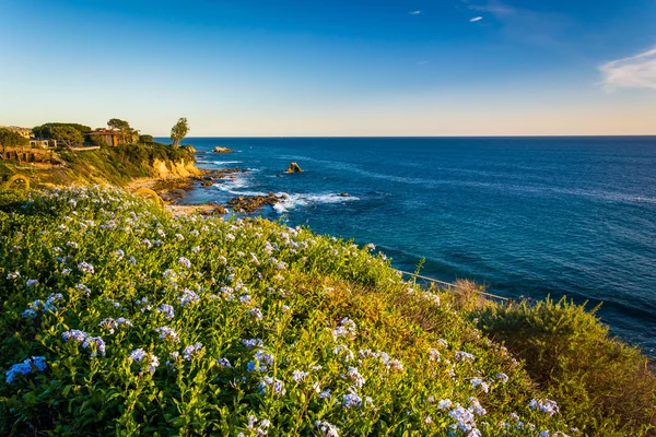 Flores y vista del Océano Pacífico desde los acantilados en Corona del — Foto de Stock