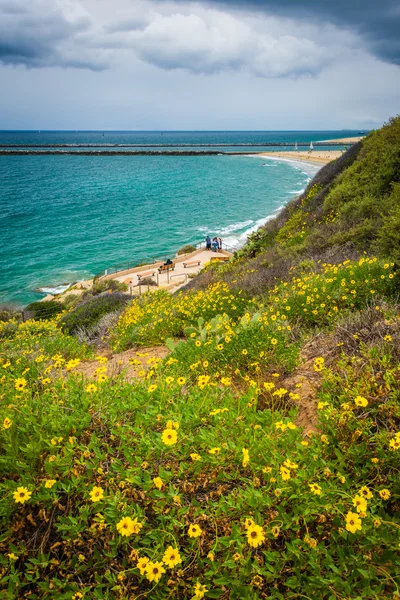 Yellow flowers and view of the Pacific Ocean from Inspiration Po — Stock Photo, Image