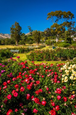 Santa Barbara, Kaliforniya'da misyon Park bahçeler.