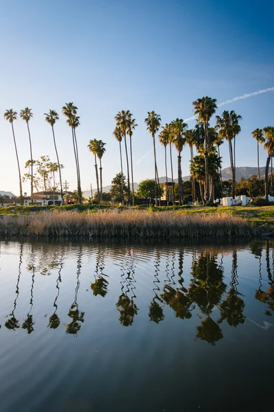 Palm trees reflecting in Mission Creek, in Santa Barbara, Califo — Stock Photo, Image