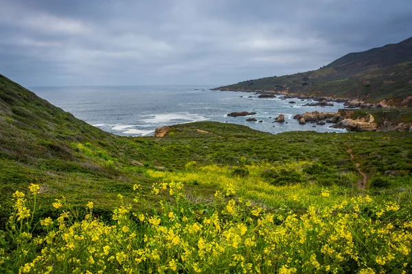 Flores amarillas y vista del Océano Pacífico en el estado de Garrapata —  Fotos de Stock