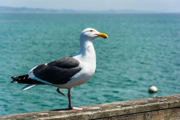 Mouette sur la jetée à Santa Cruz, Californie . — Photo