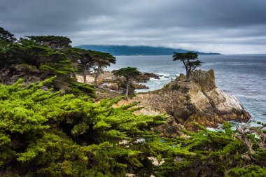 The Lone Cypress, seen from the 17 Mile Drive, in Pebble Beach,  clipart