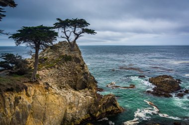 Yalnız selvi, 17 mil sürücüde Pebble Beach görüldü, 