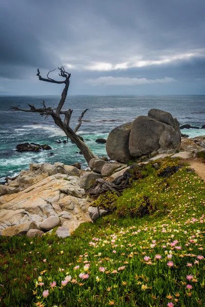 A Árvore Fantasma e o Oceano Pacífico, vistos da 17 Mile Driv — Fotografia de Stock