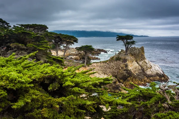 The Lone Cypress, seen from the 17 Mile Drive, in Pebble Beach, — Stock Photo, Image