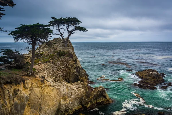 A magányos Cypress, látható a 17 mérföldes kocsikázás, kavicsos strand, — Stock Fotó