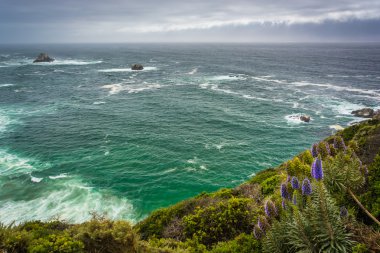Mor çiçekler ve Pasifik Okyanusu'nda Big Sur, Califo görünümünü