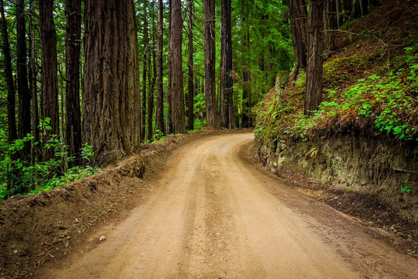 Az erdő, parti út mentén, a kaliforniai Big Sur. — Stock Fotó
