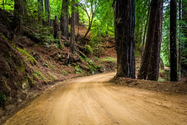 Träd i en skog, längs kustvägen i Big Sur, Kalifornien. — Stockfoto