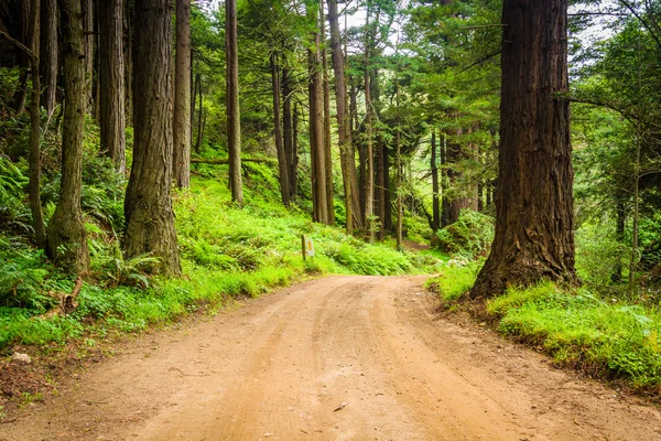 Träd i en skog, längs kustvägen i Big Sur, Kalifornien. — Stockfoto