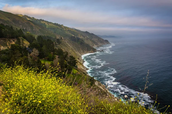 Yellow flowers and view of the Pacific Coast, in Big Sur, Califo — Stock Photo, Image