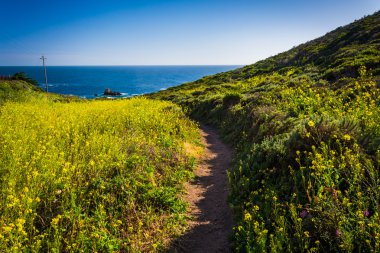 Bir iz Garrapata State Park, Kaliforniya boyunca sarı çiçek