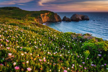 Flowers on a bluff above Rodeo Beach at sunset, at Golden Gate N clipart