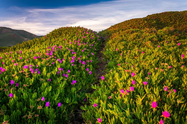 Wzdłuż szlaku na Golden Gate National Recreation Area, kwiaty i — Zdjęcie stockowe