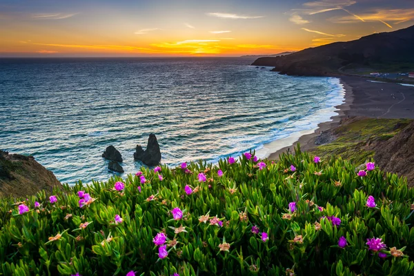 Virágok és Nézd Rodeo Beach napnyugtakor, Golden Gate nemzet — Stock Fotó