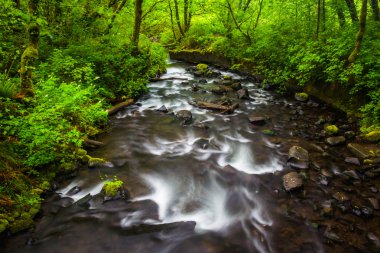 Cascades gelin peçe Creek Columbia River Gorge, Orego içinde