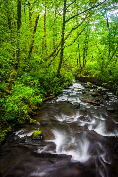 Kaskády na svatební závoj potoka v Columbia River Gorges, Orego — Stock fotografie