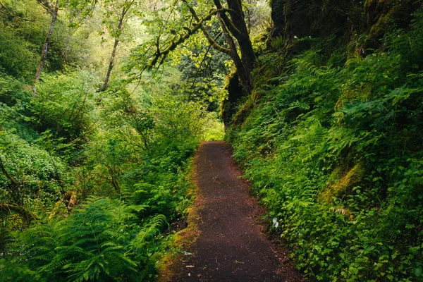 Sentiero in una foresta, nella gola del fiume Columbia, Oregon . — Foto Stock