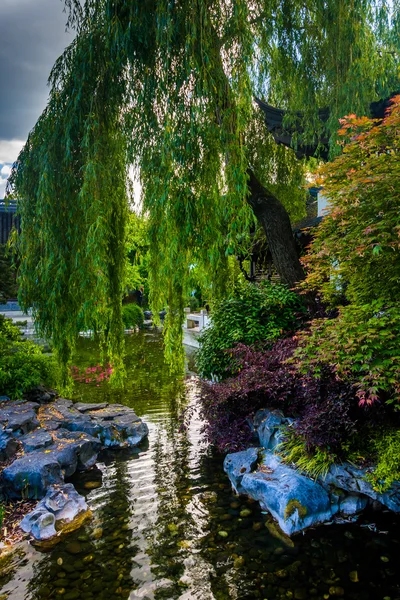 Albero e stagno al Lan Su Chinese Garden di Portland, Oregon . — Foto Stock