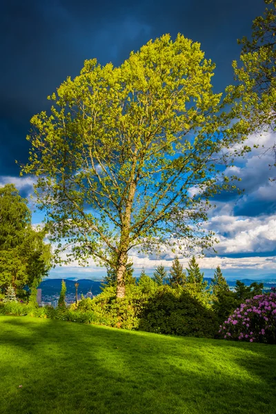 Дерево в парке Питток-Эйкерс, Портленд, Орегон . — стоковое фото