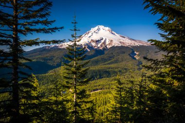 Çam ağaçları ve Tom, Dick, ve Harry Mount Hood görünümünden 