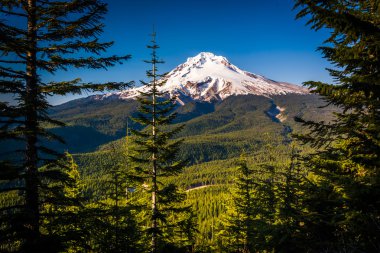 Pine trees and view of Mount Hood from the Tom, Dick, and Harry  clipart