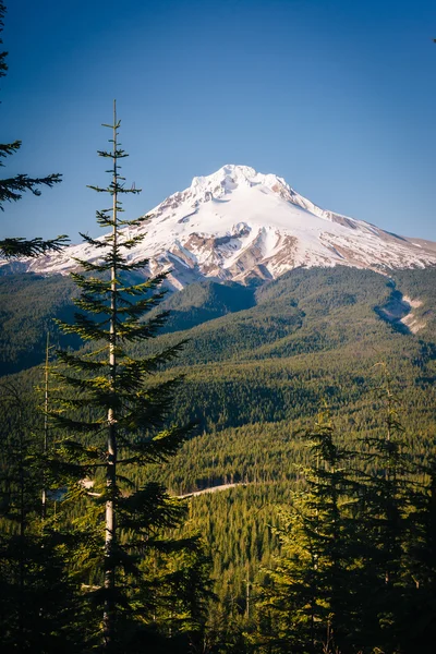 Pine trees and view of Mount Hood from the Tom, Dick, and Harry