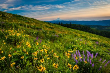 Kır çiçekleri ve Mount Hood Columb Tom Mccall noktadan görünümünü