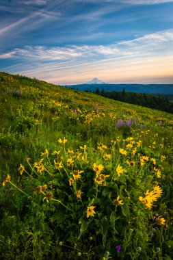 Kır çiçekleri ve Mount Hood Columb Tom Mccall noktadan görünümünü