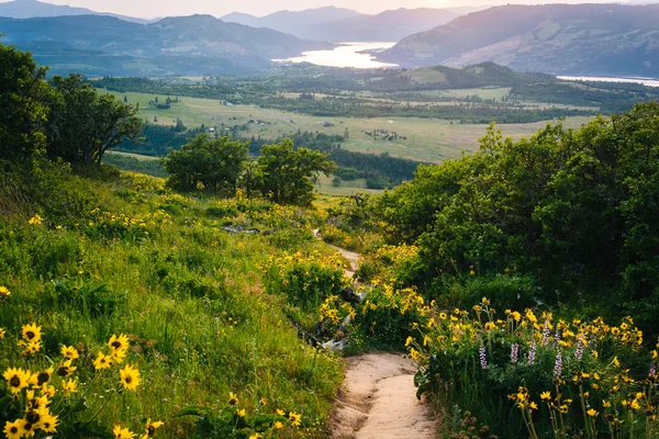 Fiori di campo lungo un sentiero e vista sul fiume Columbia al sole — Foto Stock