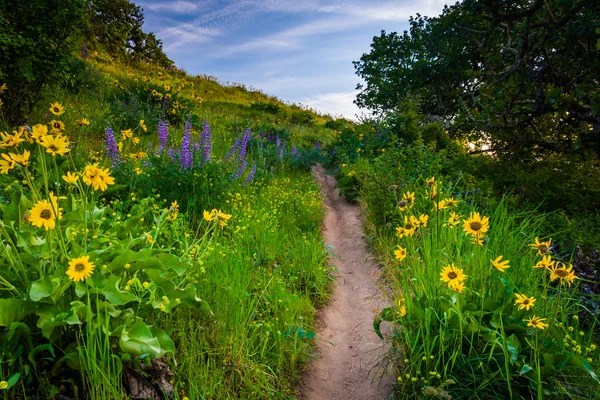 Wildflowers along a trail, at Tom McCall Nature Preserve, Columb — Stock Photo, Image