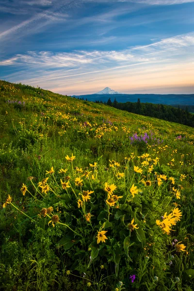 Flores silvestres y vista de Mount Hood desde Tom McCall Point, Columb — Foto de Stock