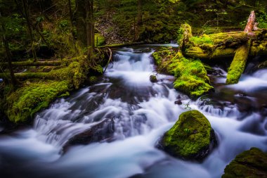 Cascades Panter Creek, Gifford Pinchot Ulusal Ormanı, W