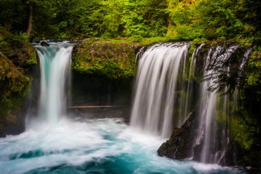 Col küçük beyaz somon nehir ruhu görünümünü düşüyor
