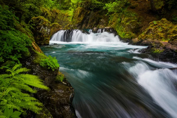 Helechos y cascadas en el río Little White Salmon debajo de Spirit — Foto de Stock