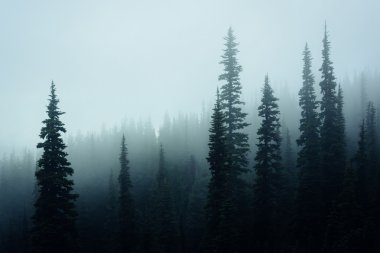 Sis, kasırga Ridge, olimpik Milli Parkı'nda çam ağaçları,