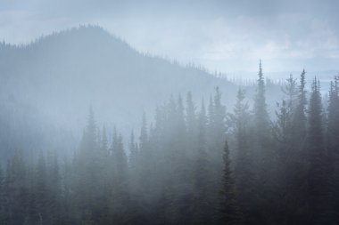 Sis, kasırga Ridge, olimpik Milli Parkı'nda çam ağaçları,