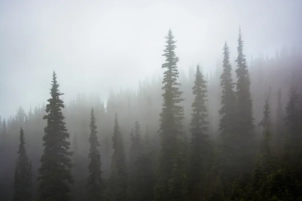 Sosny w mgle, w huragan Ridge, w Olympic National Park, — Zdjęcie stockowe