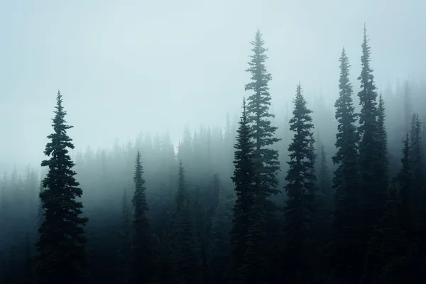 Pinete nella nebbia, a Hurricane Ridge, nel Parco Nazionale Olimpico , — Foto Stock