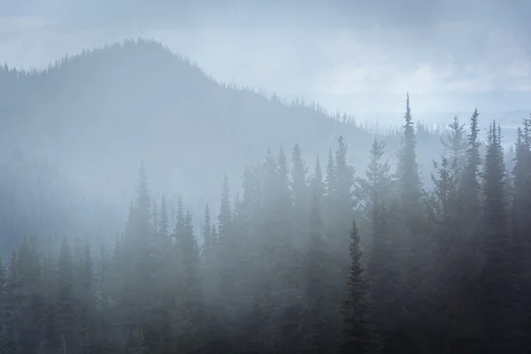 Pinhais em nevoeiro, em Hurricane Ridge, no Parque Nacional Olímpico , — Fotografia de Stock