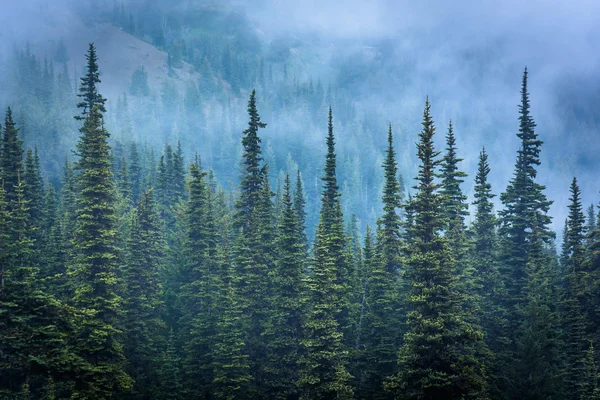 Pinhais em nevoeiro, em Hurricane Ridge, no Parque Nacional Olímpico , — Fotografia de Stock