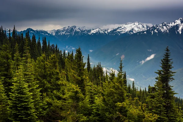 View of the snowy Olympic Mountains from Hurricane Ridge, in Oly — Stock Photo, Image