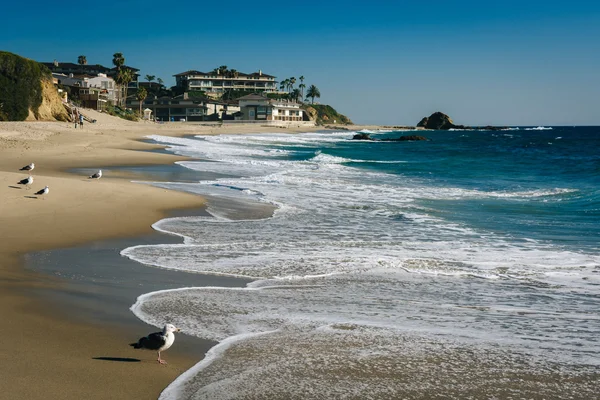 Waves and seagulls in the Pacific Ocean at Victoria Beach, in La — Stock Photo, Image