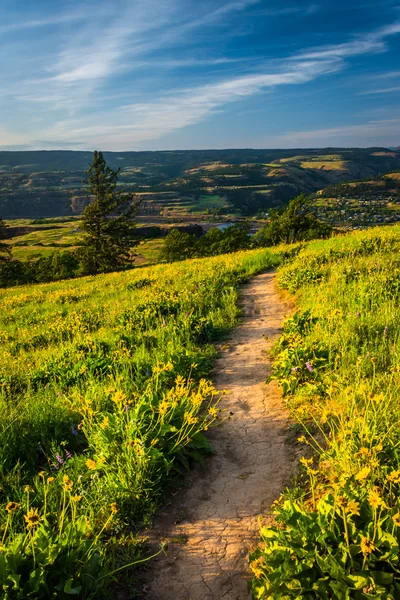 Fiori di campo lungo un sentiero, presso Tom McCall Nature Preserve, Columb — Foto Stock