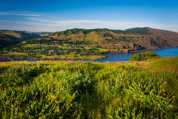 Wildflowers and view of the Columbia River, at Tom McCall Nature — Stock Photo, Image