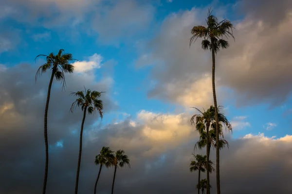 Пальмові дерева на заході сонця, ущільнення Біч, Каліфорнія. — стокове фото