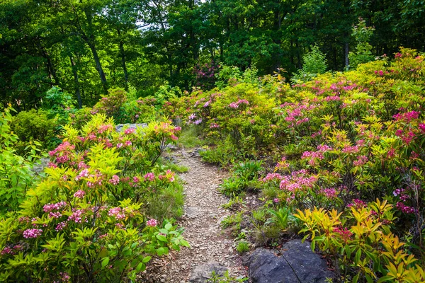 Mountain laurel along a trail in Shenandoah National Park, Virgi — Stock Photo, Image