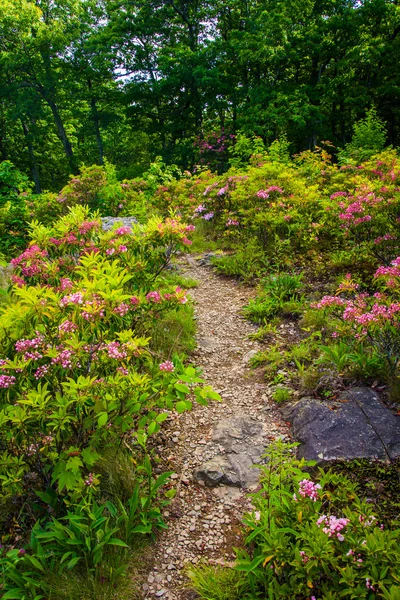 Mountain laurel along a trail in Shenandoah National Park, Virgi — Stock Photo, Image