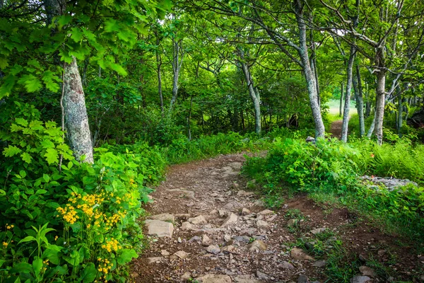 De karetschildpad top Trail in Shenandoah National Park (Virginia) — Stockfoto